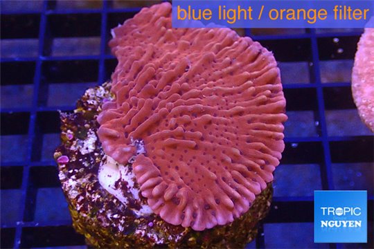 Montipora red purple polyps 3-5 cm WYSIWYG acclimaté