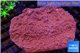 Montipora red incrusting Australia 8-12 cm WYSIWYG acclimaté