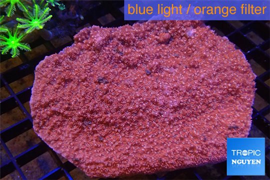 Montipora red incrusting Australia 8-12 cm WYSIWYG acclimaté