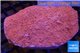 Montipora red incrusting Australia 8-12 cm WYSIWYG acclimaté