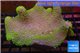 Sarcophyton full neon green polyps Australia 10-16 cm WYSIWYG acclimaté