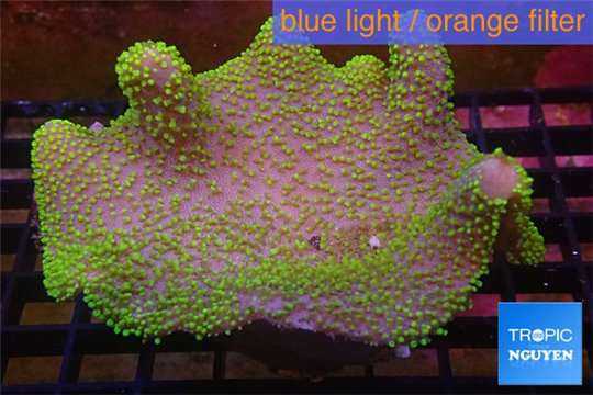 Sarcophyton full neon green polyps Australia 10-16 cm WYSIWYG acclimaté