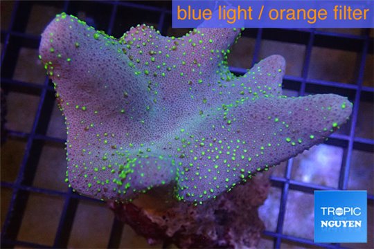 Sarcophyton full neon green polyps Australia 7-10 cm WYSIWYG acclimaté