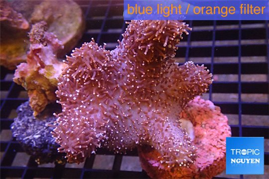 Sarcophyton finger long polyps 7-10 cm WYSIWYG acclimaté