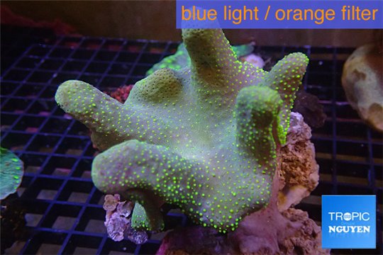 Sarcophyton full neon green polyps Australia 7-11 cm WYSIWYG acclimaté