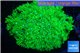 Goniopora long polyps neon green Australia 6-10 cm WYSIWYG acclimaté