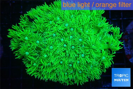 Goniopora long polyps neon green Australia 6-10 cm WYSIWYG acclimaté