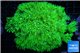 Goniopora long polyps neon green Australia 6-10 cm WYSIWYG acclimaté