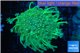 Goniopora long polyps neon green Australia 6-10 cm WYSIWYG acclimaté