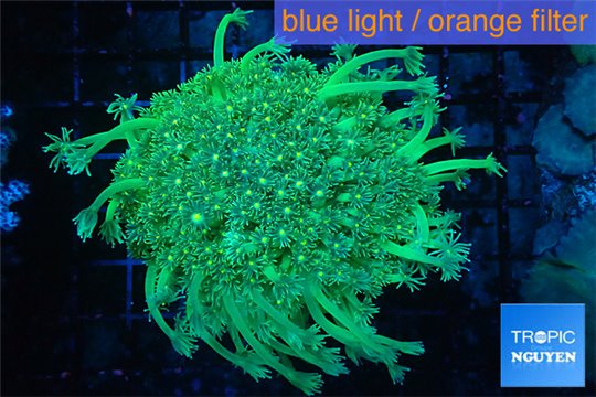 Goniopora long polyps neon green Australia 6-10 cm WYSIWYG acclimaté