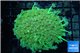 Goniopora long polyps neon green Australia 6-10 cm WYSIWYG acclimaté