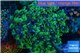 Goniopora long polyps green & blue Australia 6-10 cm WYSIWYG acclimaté