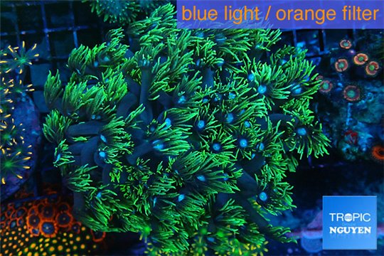 Goniopora long polyps green & blue Australia 6-10 cm WYSIWYG acclimaté