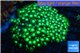 Goniopora long polyps neon green Australia 6-10 cm WYSIWYG acclimaté