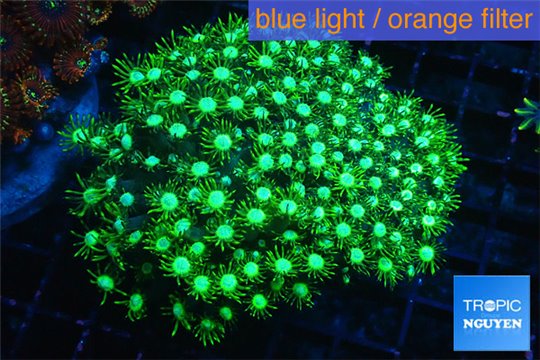 Goniopora long polyps neon green Australia 6-10 cm WYSIWYG acclimaté