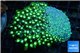 Goniopora long polyps neon green Australia 6-10 cm WYSIWYG acclimaté