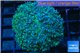 Goniopora long polyps green & blue Australia 6-10 cm WYSIWYG acclimaté