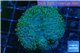 Sarcophyton long polyps 4-7 cm WYSIWYG acclimaté