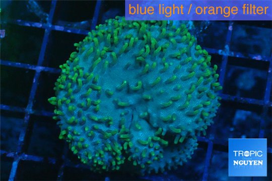 Sarcophyton long polyps 4-7 cm WYSIWYG acclimaté