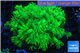 Goniopora long polyps neon green Australia 4-6 cm WYSIWYG acclimaté