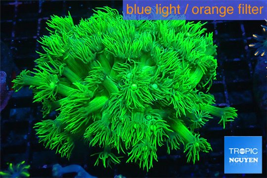 Goniopora long polyps neon green Australia 4-6 cm WYSIWYG acclimaté