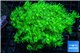 Goniopora long polyps neon green Australia 4-6 cm WYSIWYG acclimaté