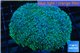 Goniopora long polyps green & blue Australia 6-10 cm WYSIWYG acclimaté