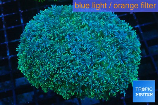 Goniopora long polyps green & blue Australia 6-10 cm WYSIWYG acclimaté