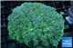 Goniopora long polyps green & blue Australia 6-10 cm WYSIWYG acclimaté