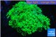 Goniopora long polyps neon green Australia 4-6 cm WYSIWYG acclimaté