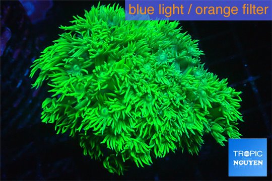 Goniopora long polyps neon green Australia 4-6 cm WYSIWYG acclimaté