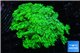 Goniopora long polyps neon green Australia 4-6 cm WYSIWYG acclimaté