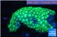 Goniopora short polyps neon green Australia 5-8 cm WYSIWYG acclimaté