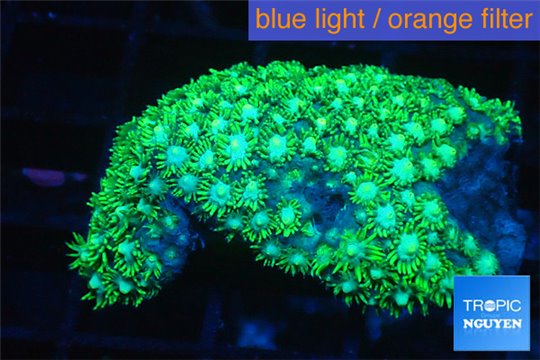 Goniopora short polyps neon green Australia 5-8 cm WYSIWYG acclimaté