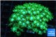 Goniopora short polyps neon green Australia 5-8 cm WYSIWYG acclimaté