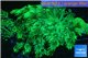 Goniopora long polyps neon green Australia 6-10 cm WYSIWYG acclimaté