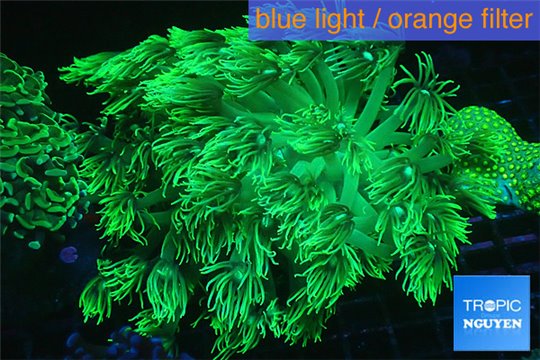 Goniopora long polyps neon green Australia 6-10 cm WYSIWYG acclimaté