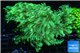 Goniopora long polyps neon green Australia 6-10 cm WYSIWYG acclimaté