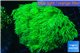 Goniopora long polyps neon green Australia 6-10 cm WYSIWYG acclimaté