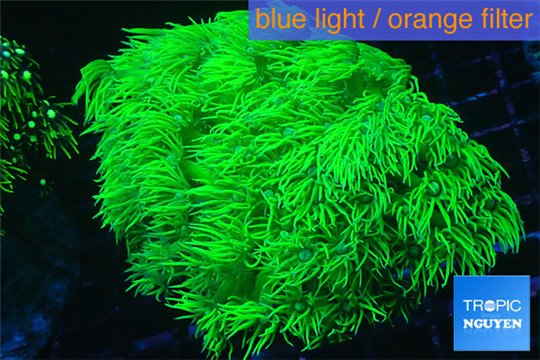 Goniopora long polyps neon green Australia 6-10 cm WYSIWYG acclimaté