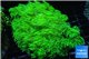 Goniopora long polyps neon green Australia 6-10 cm WYSIWYG acclimaté