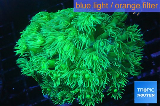 Goniopora long polyps neon green Australia 6-10 cm WYSIWYG acclimaté