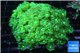 Goniopora long polyps neon green Australia 6-10 cm WYSIWYG acclimaté