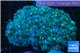 Goniopora long polyps green & blue Australia 6-10 cm WYSIWYG acclimaté