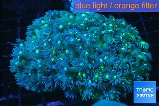 Goniopora long polyps green & blue Australia 6-10 cm WYSIWYG acclimaté