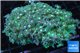 Goniopora long polyps green & blue Australia 6-10 cm WYSIWYG acclimaté