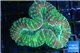 Lobophyllia green red 4-6 cm WYSIWYG acclimaté