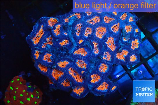 Acanthastrea lordhowensis red 8-12 cm WYSIWYG acclimaté