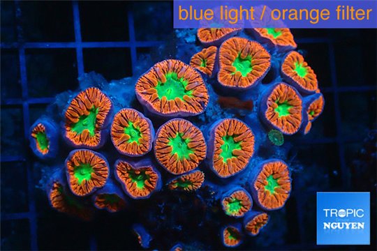 Blastomussa wellsi red green 20-25 polyps WYSIWYG acclimaté