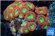 Blastomussa wellsi red green 20-25 polyps WYSIWYG acclimaté